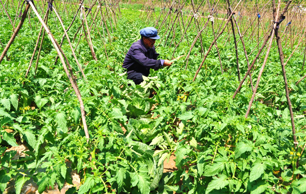 ���ز�ũ��ǿ�߲˹���  ���������������������Ⱥ��·�ߣ������ɲ�����������ũ��չ���߲�Ϊ���ĸ����ҵ��ȫ���߲���ֲ�����3���Ķ��ͼΪ��ũ������.jpg